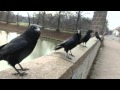 Sound of Crows