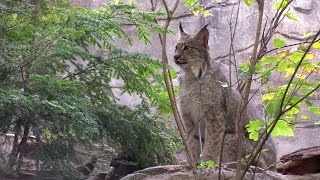 Montreal Biodome to undergo major renovations