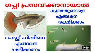 How to care pregnent guppy fish   #എങ്ങനെ പെണ്ണ് ഗപ്പിയെ ശ്രദ്ദിക്കണം  #എങ്ങനെ കുട്ടികളെ രക്ഷിക്കാം