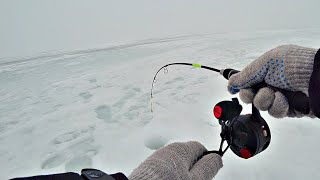 ВОТ ЭТО ОНИ ДОЛБЯТ, удочка колесом от этих рыб. Рыбалка на вибы.