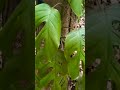 റബ്ബർ മരത്തിലെ indoor plant🌳🌳 planthuntingmalayalam