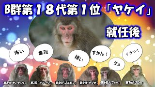 おさるの高崎山　B群第1位「ヤケイ」の続報です。