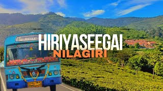 தமிழ்நாட்டின் கடைசி கிராமம்♥️இரியசீகை Last village of Tamilnadu🐃Explore the Nilgiri hidden Villages