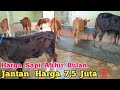 Review Harga Sapi  Akhir Bulan Lebih Murah Jantan 7,5 Juta‼️Agen Sapi Cak Sutris #wonokerto#sapi