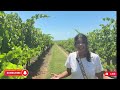 exploring hunter valley sydney best wineries🍷 u0026 distilleries 🥃 strolling through vineyards 🍇