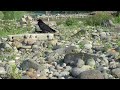 k0146　大分川　ビビとカシコ　（ハシボソガラス）oita river　bibi and kashiko wild carrion crow