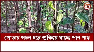 গোড়ায় পচন ধরে শুকিয়ে যাচ্ছে পান গাছঝরে যাচ্ছে পাতা | Betel Leaf | Channel 24