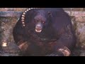 black myth wukong black bear guai no damage boss fight