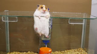 Funny Hamster Got Stuck | Escapes Glass Cages