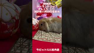 うさぎベビーちゃん🐰💓【枚方店】#shorts