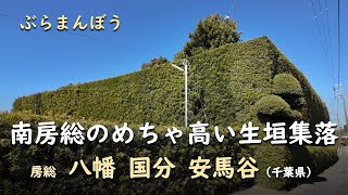 The extremely tall hedge settlements of Minamiboso / Stroll around Boso, Yawata, Kokubu, Amada...