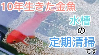 【10年生きた金魚】金魚すくいの金魚『定期清掃』してみた