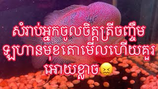 សំរាប់អ្នកចូលចិត្តត្រីចញ្ចឹម - ឡហានមុខតោមើលហើយគួរអោយខ្លាច😖