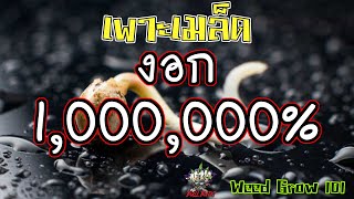 Weed 101 - EP.01 เพาะเมล็ดกัญชายังไงให้งอก 100% ?? - ดูจบ เพาะเป็นแน่นอน...