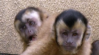 A fight between tufted capuchin monkeys [Kyoto City Zoo]