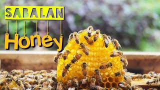 عسل سبلان، شهد شفابخش و مرغوبترین عسل ایران Sabalan honey, healing nectar and the best honey in Iran