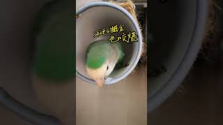 再硬的紙盒都咬爆#lovedbird #parrot #鸚鵡#愛情鳥 #peachfaced #可愛い #鳥