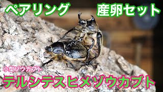 テルシテスヒメゾウカブトのペアリング＆産卵セット【メガソマ】Beetle breeding method