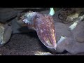 what does a cuttlefish look like can a cuttlefish change colour