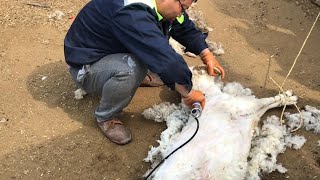 Sheep Shearing🐏Worker's process of trimming the sheep's wool,cleanning the sheep Ep141