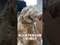 靴下は体の一部です！ マルプー アフレコ 犬