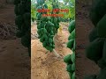 Taiwan Red lady 786 papaya# papite ki kheti# papita nursery# papaya plant#