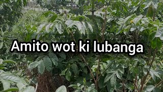 Amito wot ki Lubanga wer kilega 60 full lyrics luo hymns