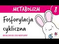 Metabolizm 8 - Fosforylacja cykliczna i niecykliczna - biologia rozszerzona liceum matura