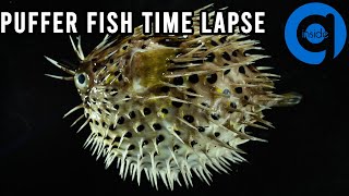 Puffer Fish Time Lapse - Rotting Time Lapse