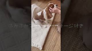 🐶👩🏻‍🦰可愛いって罪！至れり尽くせりな、お犬様暮らし🐾【キャバリア】