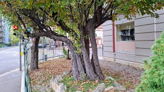 World's oldest Quince (Cydonia oblonga) Tree in Switzerland