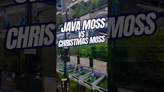 Java Moss vs Christmas Moss