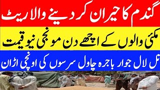 Today Wheat price in punjab//گندم کا ریٹ 2024/munji makki till sarso/Galla mandi rate today