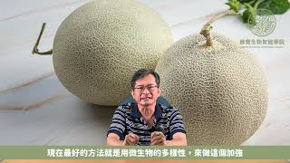 【綠寶農業】香瓜及洋香瓜栽種大小事! ※ 綠寶生物智能學院：作物介紹系列 ※