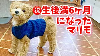 【マルプー犬のマリモ】㊗️生後満6ヵ月になったマリモ