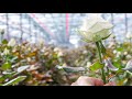 Rose growers and their experiences with Philips LED lighting (English subtitles)