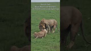 Maasai Mara Sightings Today 02/02/22 (Lions, Leopard, Hippo, etc) | Zebra Plains | #Wildlife
