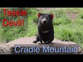 Wombats, Quolls, Wallabies, and Tasmanian Devils! Cradle Mountain, Tasmania