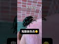 鍬色的啦🥵 昆蟲 甲蟲 獨角仙 鍬形蟲 insects stagbeetle