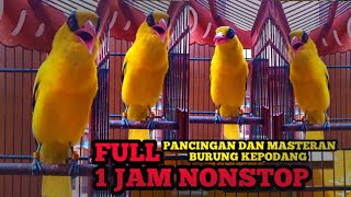 FULL 1 JAM NONSTOP Kicauan Burung Kepodang Emas Gacor Cocok Buat Pancingan & Masteran Burung Podang