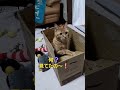 ササッと隠れるニャン子🐈忍者になる⁉️隠れろっ💨💨 猫動画 かわいい 猫 cat 癒し shorts cute 猫の日常　 猫のいる生活 猫好き マンチカン おもしろ動画