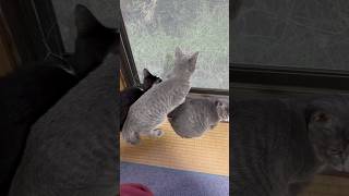 ネコと子ネコとおじさん　窓際ニャルソック当番は大人気　#shorts #cat #cats #猫 #保護猫 #子猫