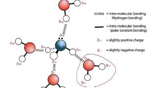 Inter and intra-molecular forces