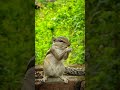 কাঠেড়ালি squirrel 🐿️🐿️ shorts youtubeshorts viral কাঠবিড়ালি squirrel