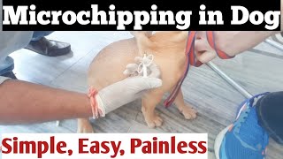 Microchip Procedure in puppy/dog. KCI breed dog microchipping Technique #kciregistered #dogbreeds