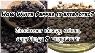 வெள்ளை மிளகு எப்படி வருகிறது/Pepper/White Pepper/Black pepper/White \u0026 Black Pepper Extraction