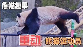 熊猫趣事，带你了解不一样的熊猫世界，重动的熊猫运动员#百科 #萌宠 #panda #熊猫