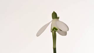 Snowdrop flower opening time lapse