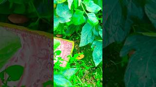 এটা আপনার কোন বন্ধু হতে পারে কমেন্টে জানাবেন 🐸 #funny #comedyvideos #comedy #mentalfamily #shorts ￼