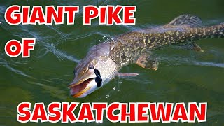 Fly In Trips for Giant Northern Pike | Saskatchewan